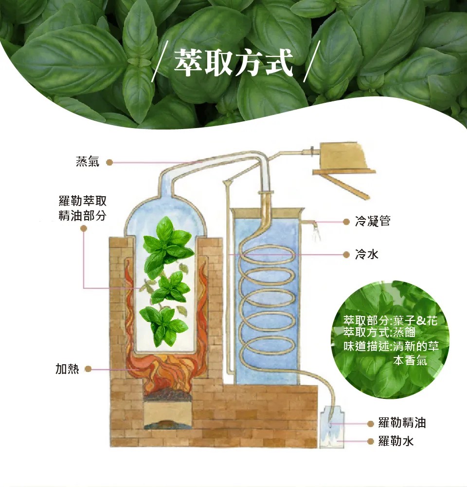 【澳維花園Aus Garden】羅勒精油50ml 圖 6