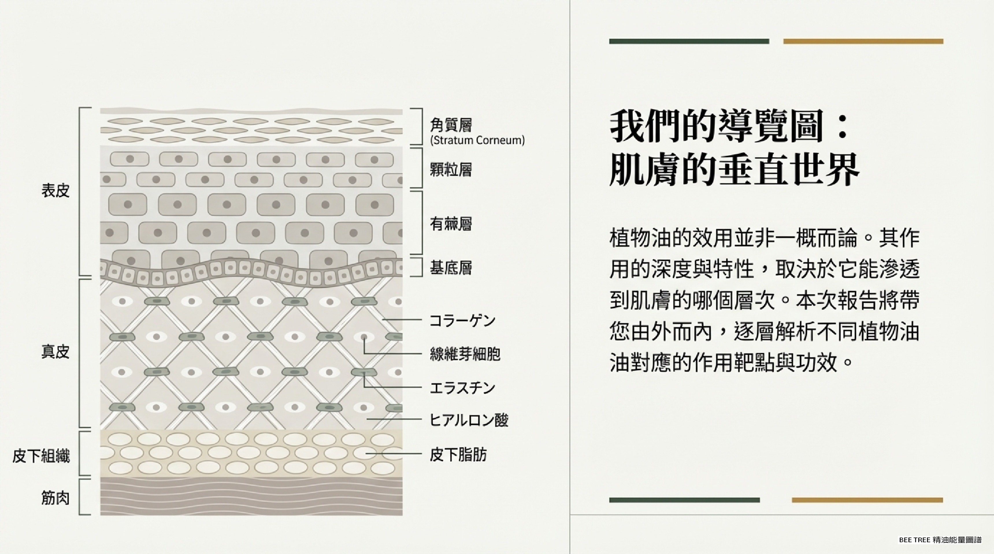 肌膚的垂直世界 — 4 層皮膚結構導覽圖