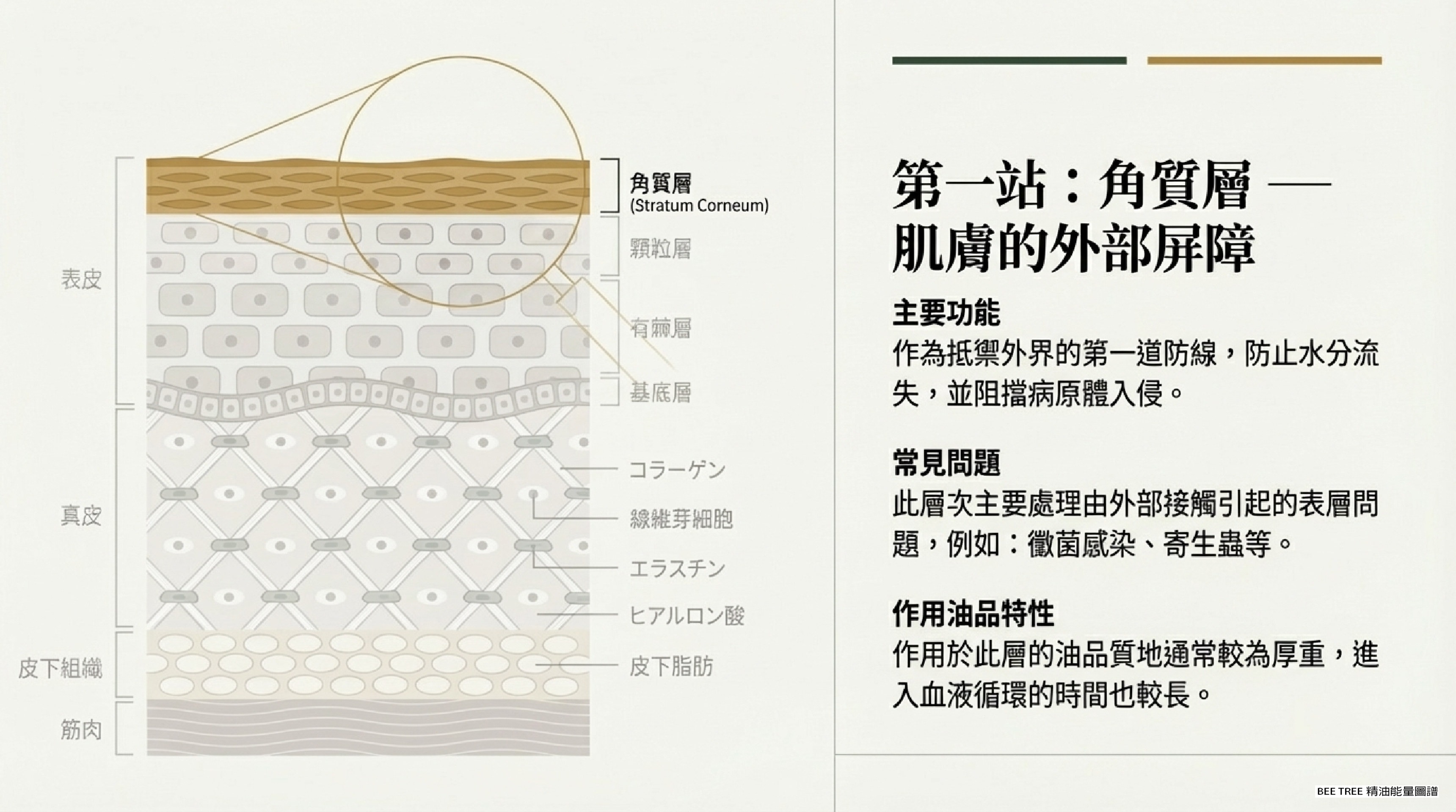 第一站：角質層 — 肌膚的外部屏障定義