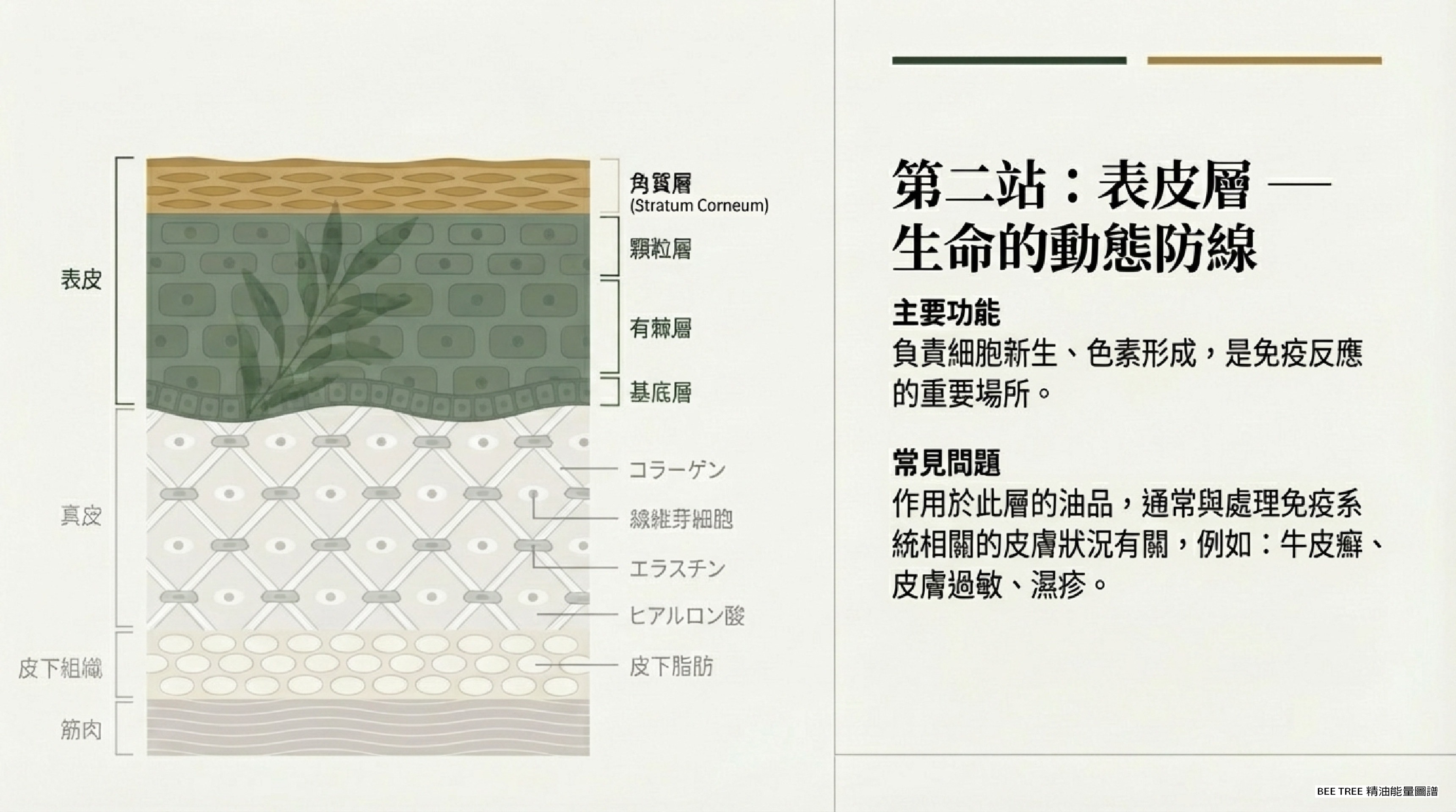 第二站：表皮層 — 生命的動態防線定義