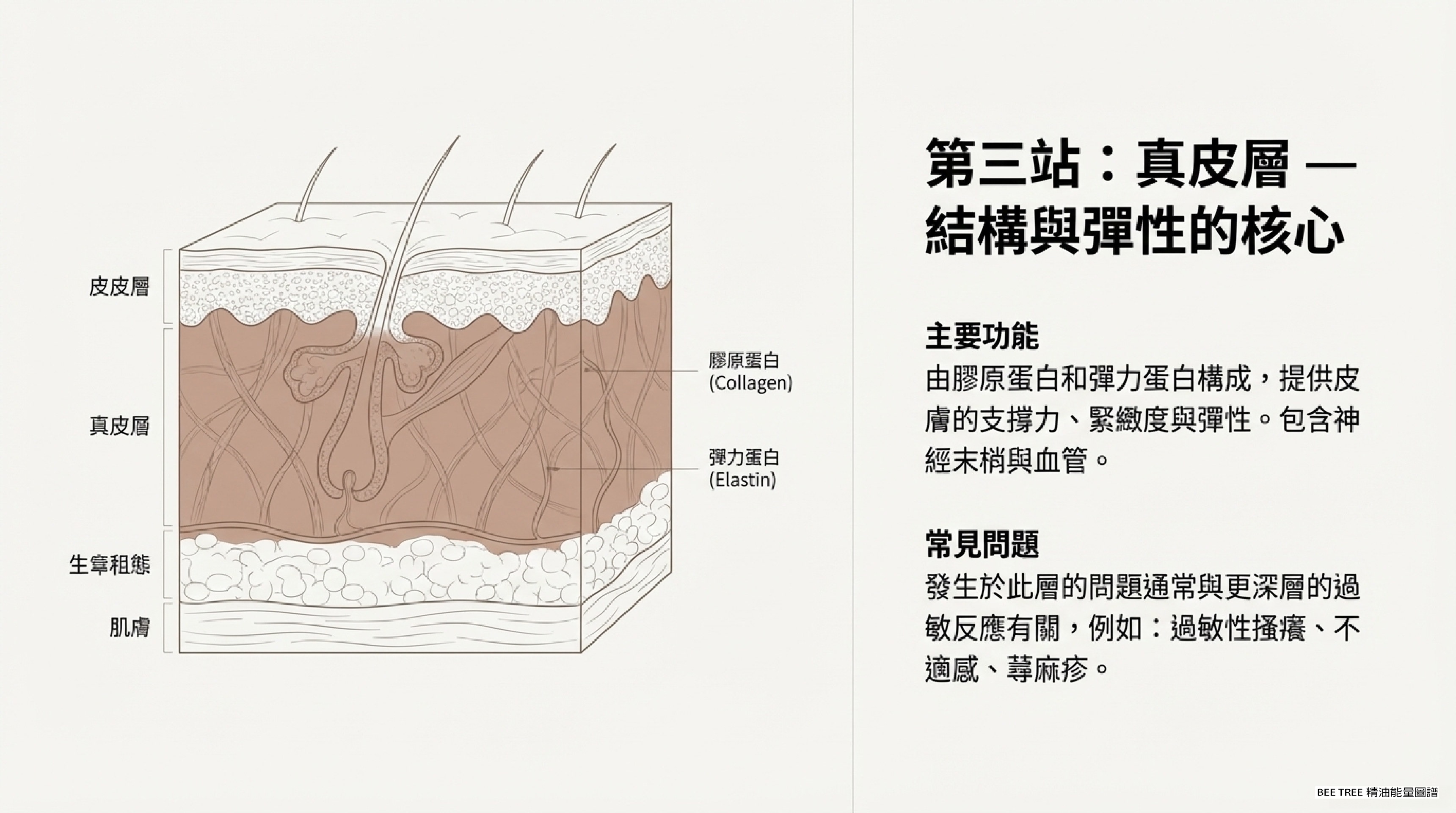 第三站：真皮層 — 結構與彈性的核心定義