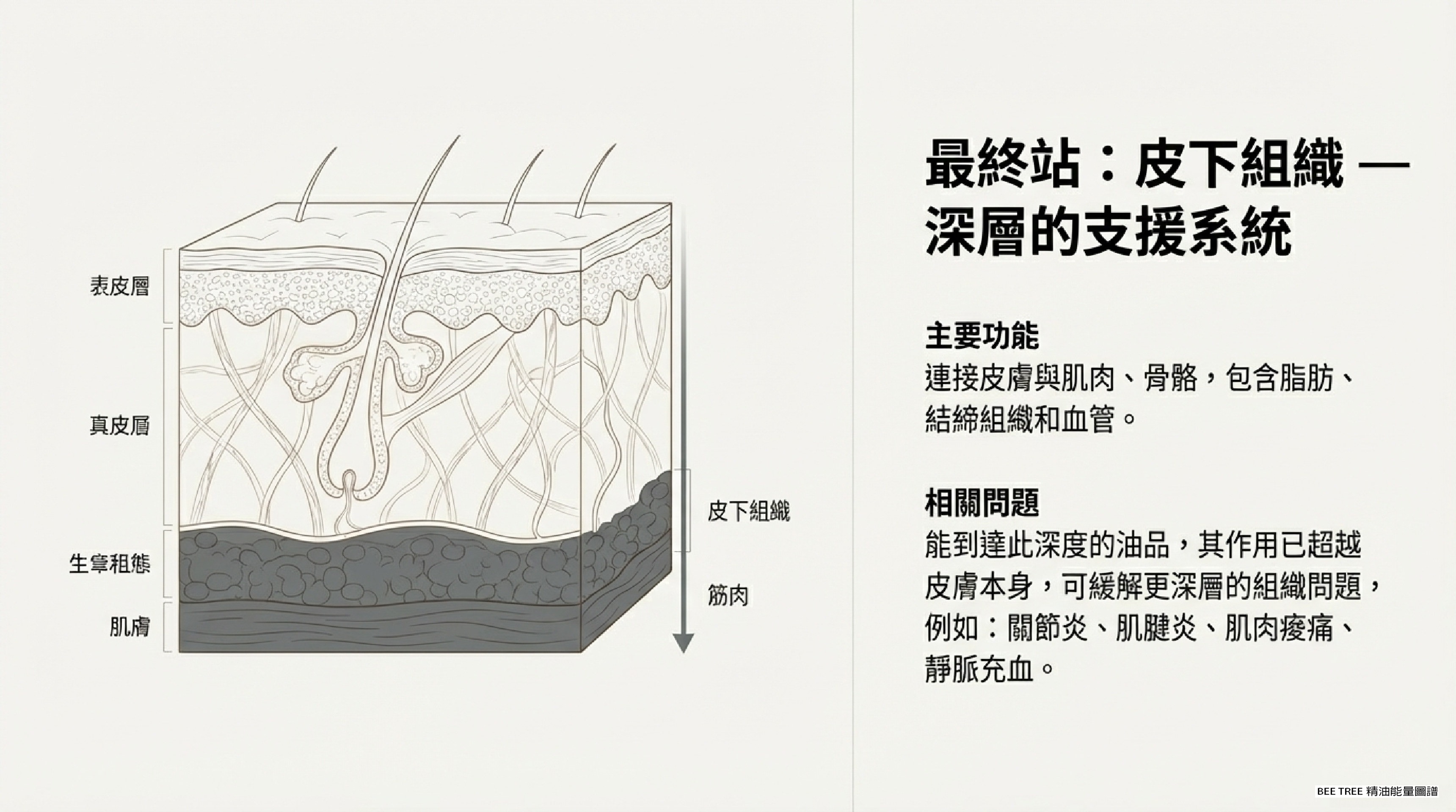 最終站：皮下組織 — 深層的支援系統定義