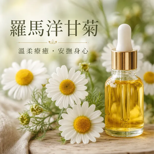 羅馬洋甘菊｜精油百科｜澳思萊芳療筆記