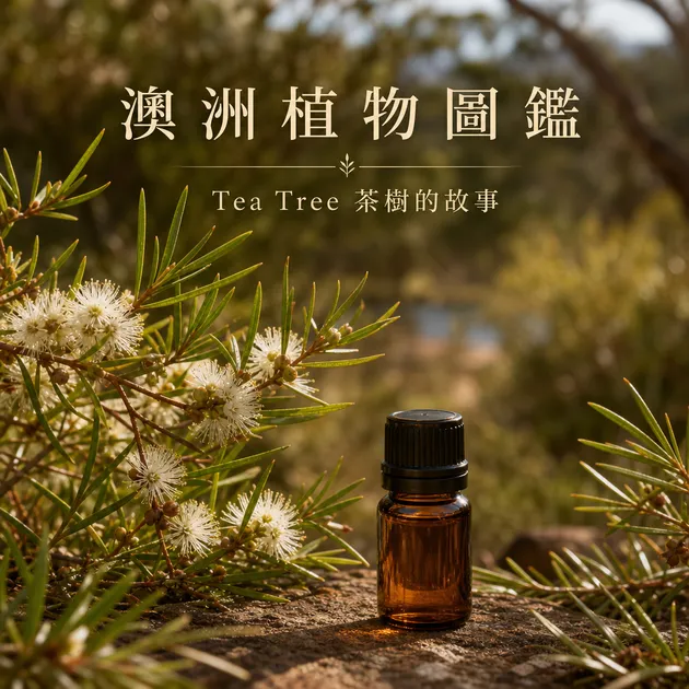 澳洲植物圖鑑：Tea Tree 的故事｜精油百科｜澳思萊芳療筆記