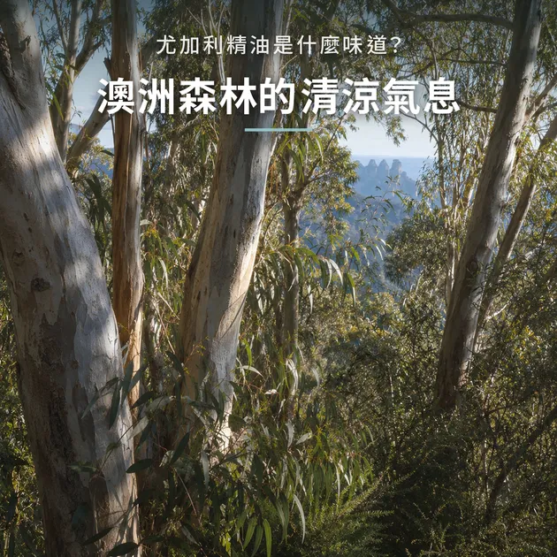 尤加利精油是什麼味道？澳洲森林的清涼氣息，一次認識它｜澳洲天然生活｜澳思萊芳療筆記