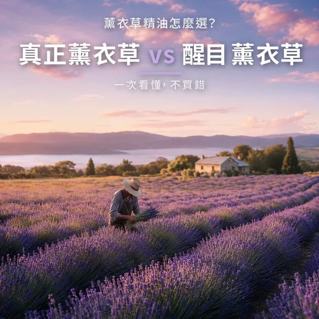薰衣草精油怎麼選？真正薰衣草 vs 醒目薰衣草，一次看懂｜精油百科｜澳思萊芳療筆記