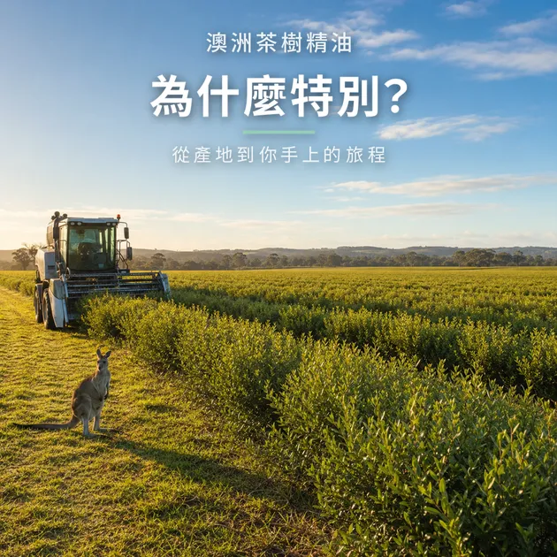 澳洲茶樹精油為什麼特別？從產地到你手上的旅程｜澳洲天然生活｜澳思萊芳療筆記